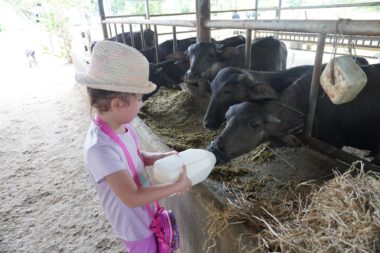 A young girl with a white hat feds a calf with a large milk bottle. The calf is in a spacious pen with others.