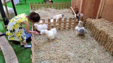 A young girl in a yellow floral dress bends over to feed white, fluffy chickens in an outdoor chicken pen outlined with a small wooden fence and filled with hay.