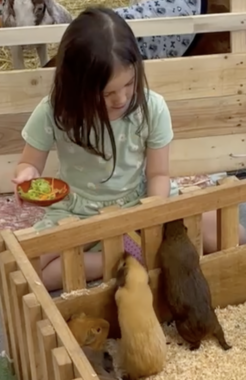 A young girl, maybe 5 or 6, sits in front of a wooden pen. Several small animals, possibly rabbits or guinea pigs, peer out at her between wooden slats. She's holding a small bowl of food in her right hand and feeding the animals with her left hand.