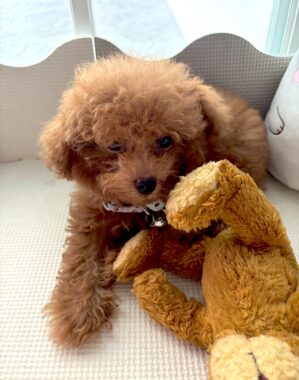 An adorable brown toy poodle puppy lies either in a dog bed or a day bed next to a teddy bear. The dog is so fluffy and furry that it actually looks like a large teddy bear. 