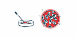 A petri dish is shown from two points of view, from beside it and looking down into it.