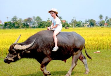 A young girl rides on the back of a water buffalo.